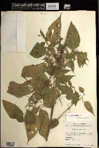 Acalypha vagans image