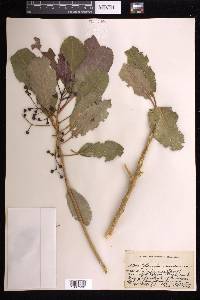 Claoxylon sandwicense image