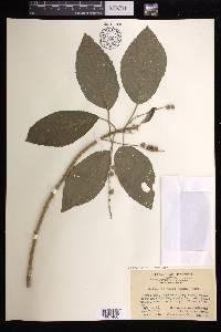 Claoxylon indicum image
