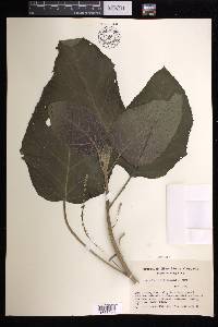 Claoxylon indicum image