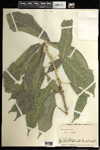 Acalypha ocymoides image