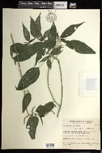 Acalypha gracilis image