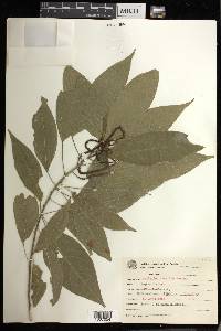 Acalypha gracilis image