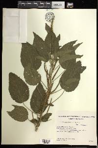 Acalypha gracilis image