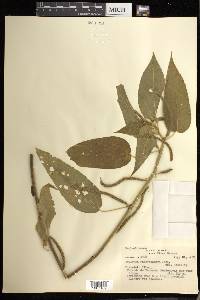 Acalypha macrostachya image