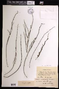Amperea xiphoclada image