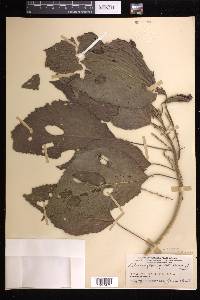 Claoxylon indicum image