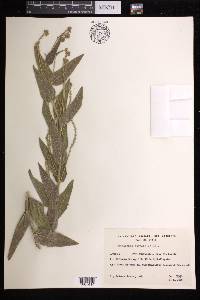 Caperonia cordata image