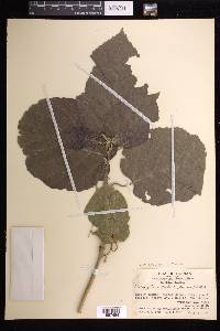Claoxylon indicum image