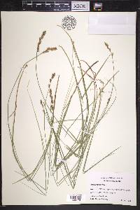 Carex prairea image