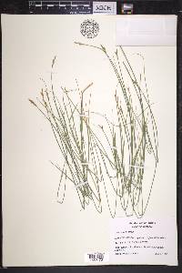 Carex sterilis image