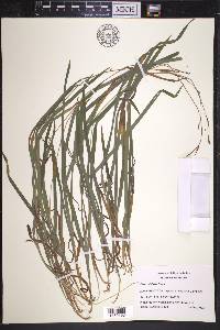 Carex hirtifolia image