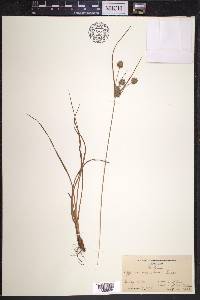 Cyperus × mesochorus image