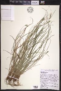 Carex breviculmis image