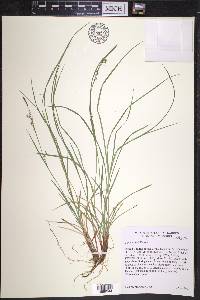 Carex woodii image