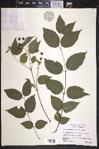 Rhodotypos scandens image