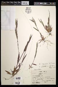 Panicum acuminatum image