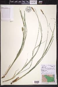 Carex arcta image