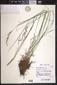 Carex lenticularis image