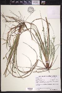 Carex floridana image