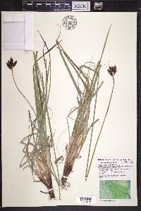 Carex atratiformis image