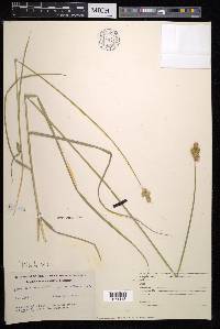 Carex bicknellii image