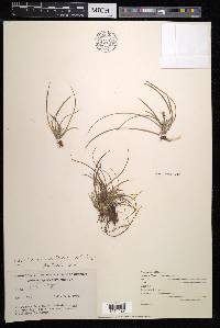 Carex tonsa image