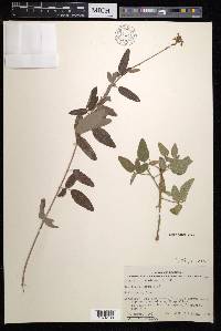 Desmodium canadense image