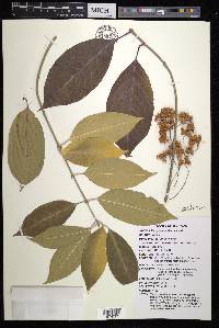 Euonymus hamiltonianus image