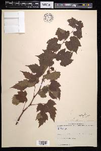 Vitis riparia image