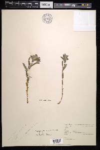 Lithospermum canescens image