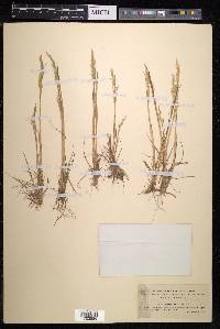 Agrostis fallax image