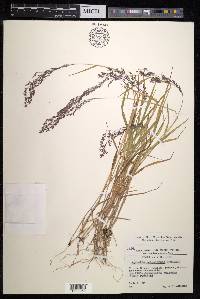 Agrostis schraderiana image