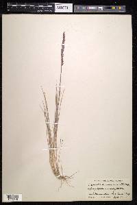 Agrostis sandwicensis image