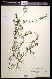 Elodea canadensis image