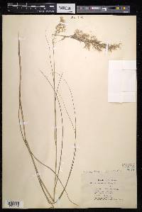 Stipa calamagrostis image