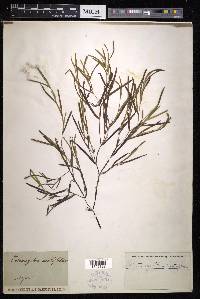 Potamogeton acutifolius image