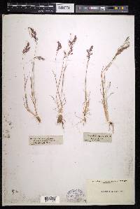Agrostis alpina image