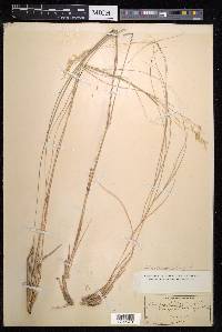 Stipa calamagrostis image