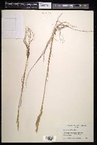 Agrostis fallax image