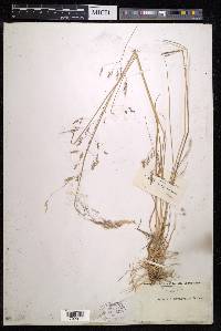 Agrostis nevadensis image