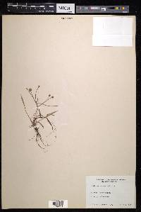 Echinodorus ranunculoides image