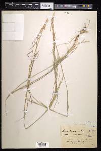 Stipa caragana image