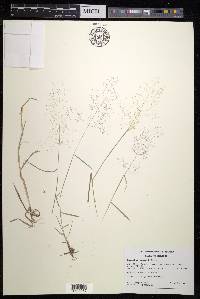 Agrostis reuteri image