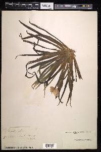 Stratiotes aloides image