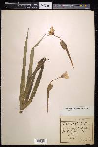 Stratiotes aloides image