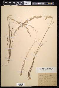 Agrostis bergiana image
