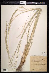 Stipa splendens image