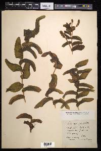 Potamogeton perfoliatus image