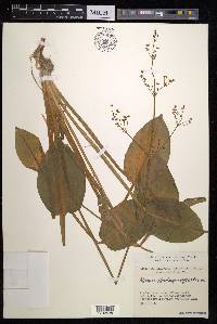 Alisma plantago-aquatica image